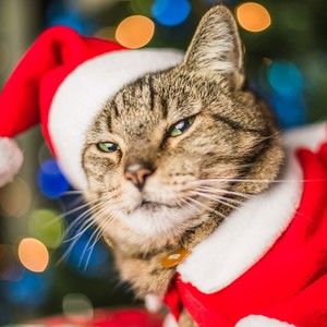 Meet your Posher, Joe